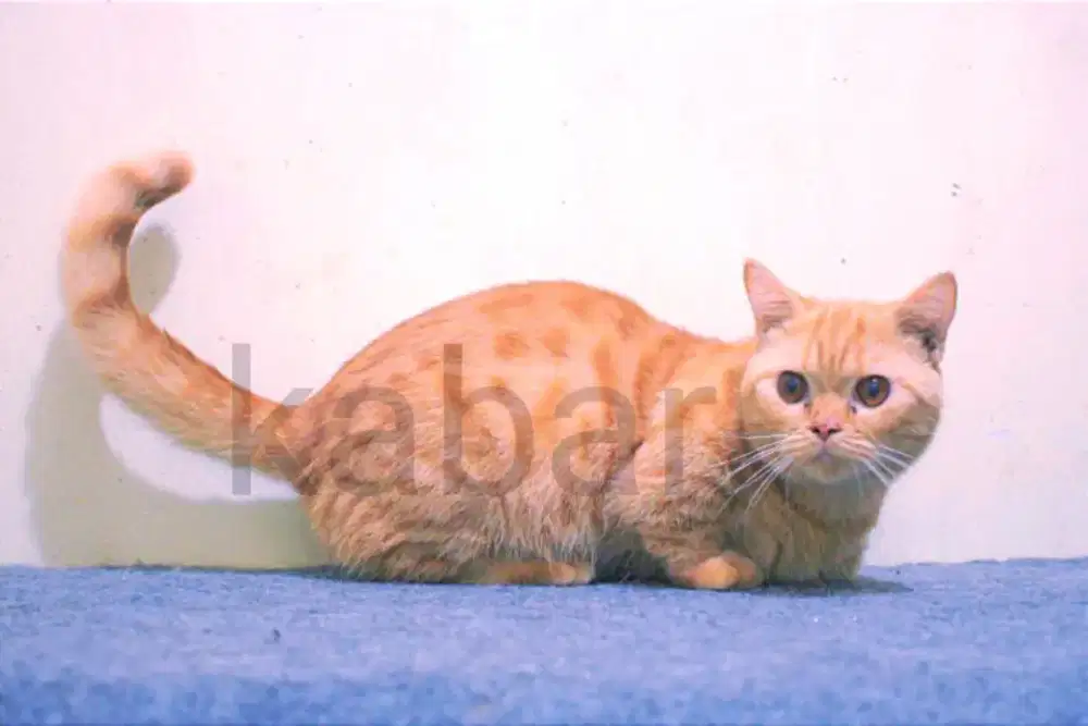Kucing British Munchkin Cebol
