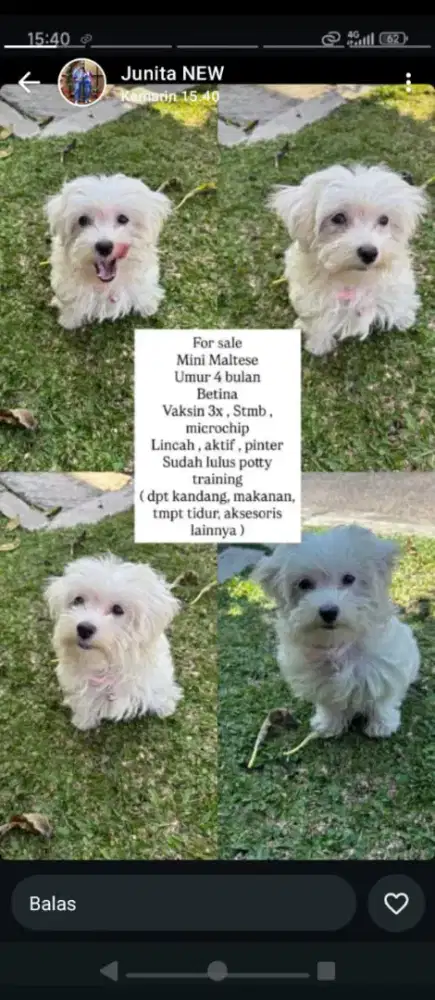 Jual anjing maltis