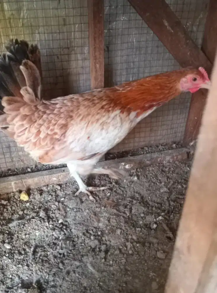 Ayam Kate betina bodi besar siap kawin dan nelor