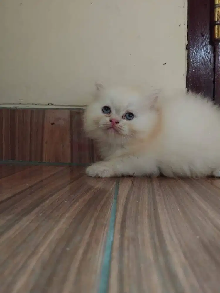 Persia kitten peaknose female sorthair