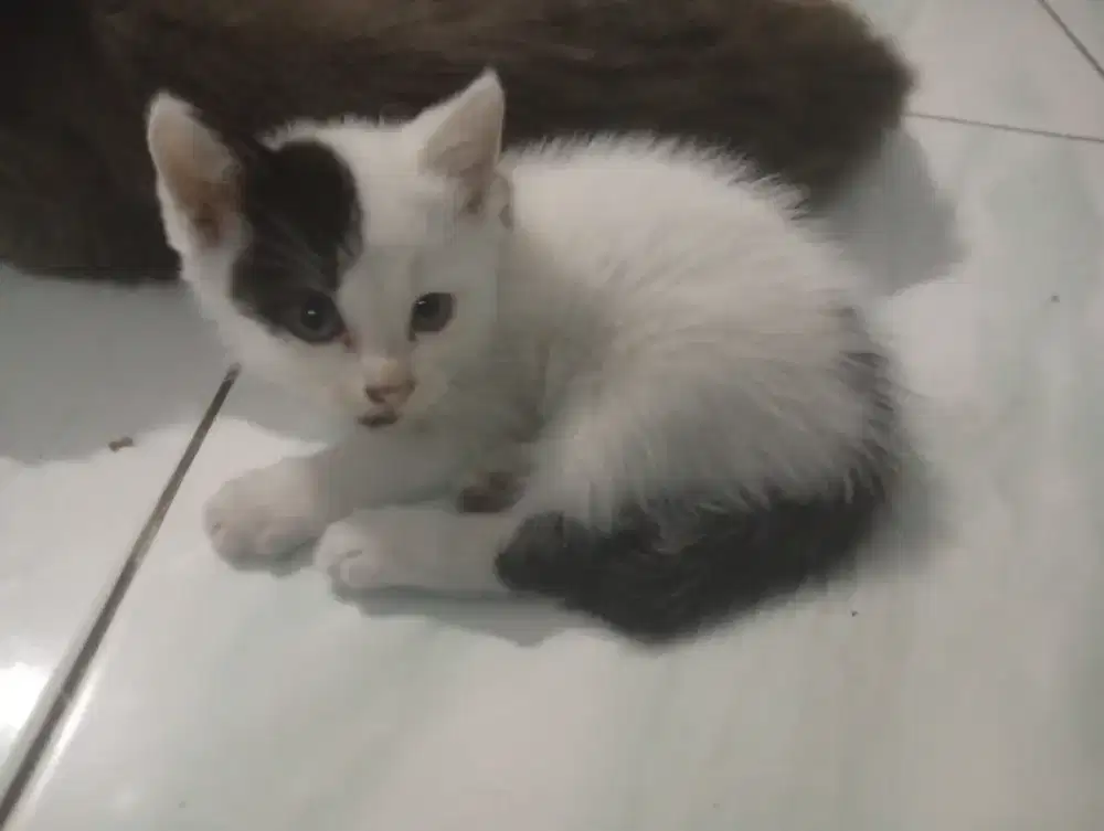 Kitten Mixdome Putih Hitam