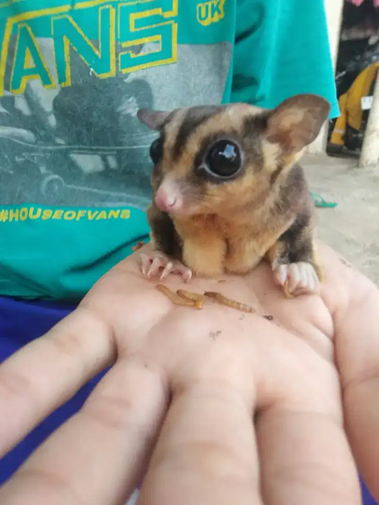 Sugar glider jantan