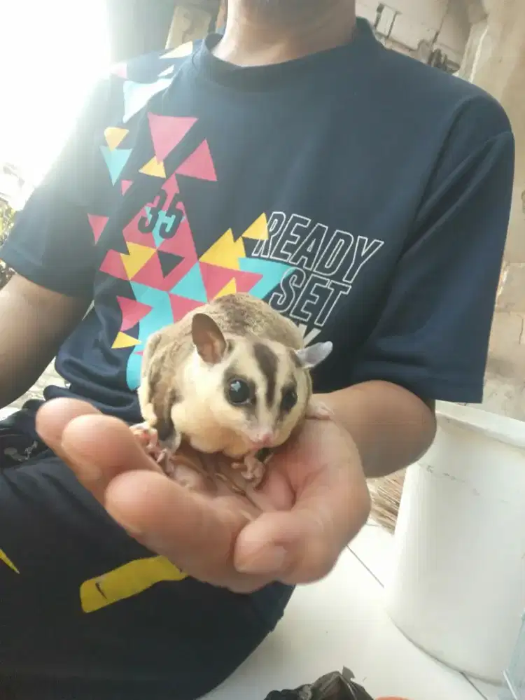 Sugar glider betina