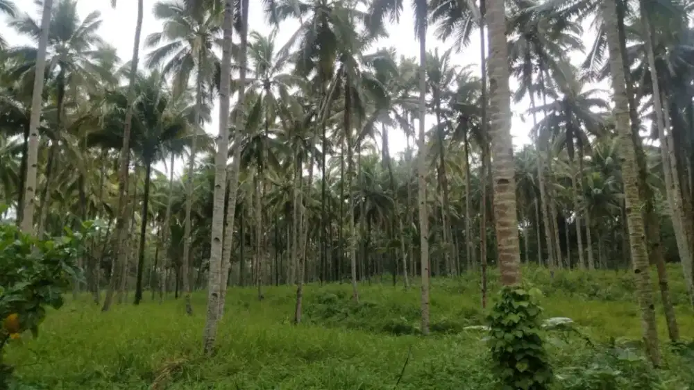 Kebun kelapa murah 106 ha