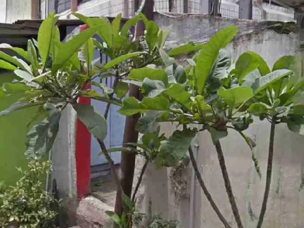 Kontrakan+Rumah di belakang Terminal Pasar Minggu