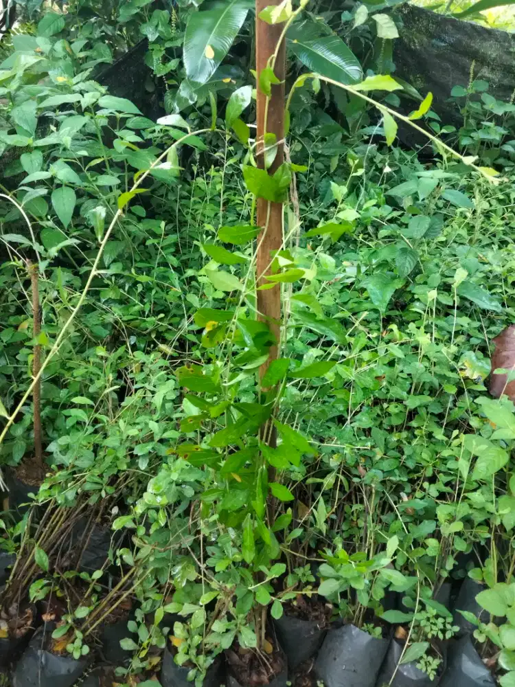 Pohon likuanyu 1 mter