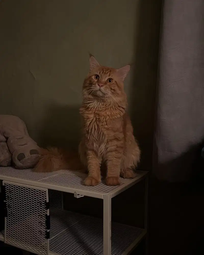 PACAK MAINECOON maine coon MIX