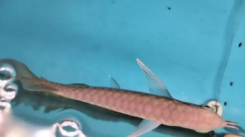 Golden itl arowana spesial arwana golden ITL