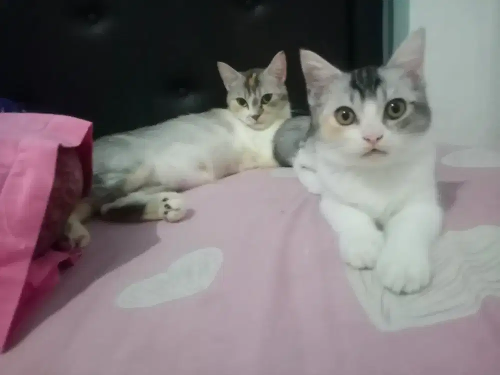 Lepas adopsi 2 kucing betina