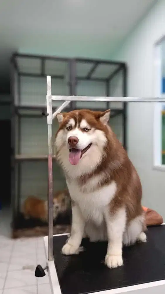 Anjing husky jantan usia 10 bulan