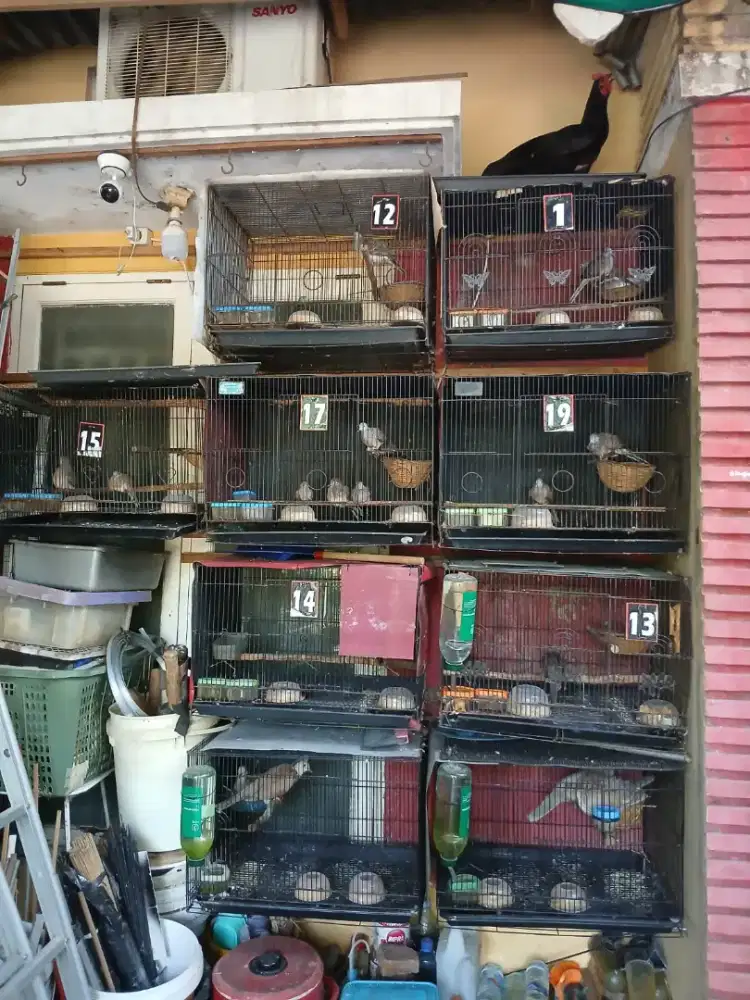 Kandang Ternak Perkutut Minimalis