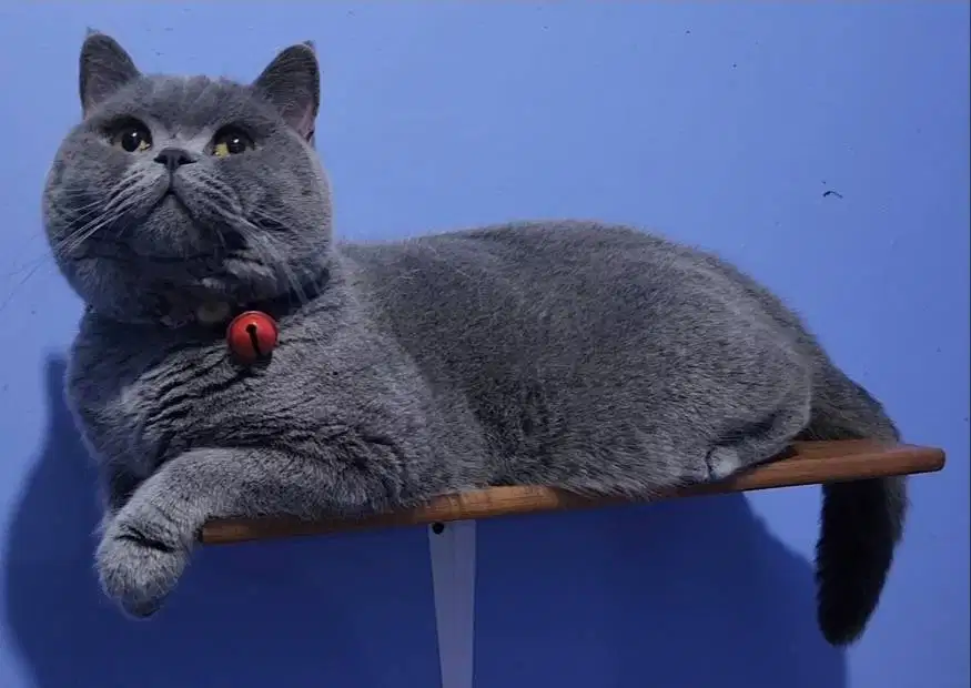 Kucing BSH British Shorthair BSH Jantan WCF Ped