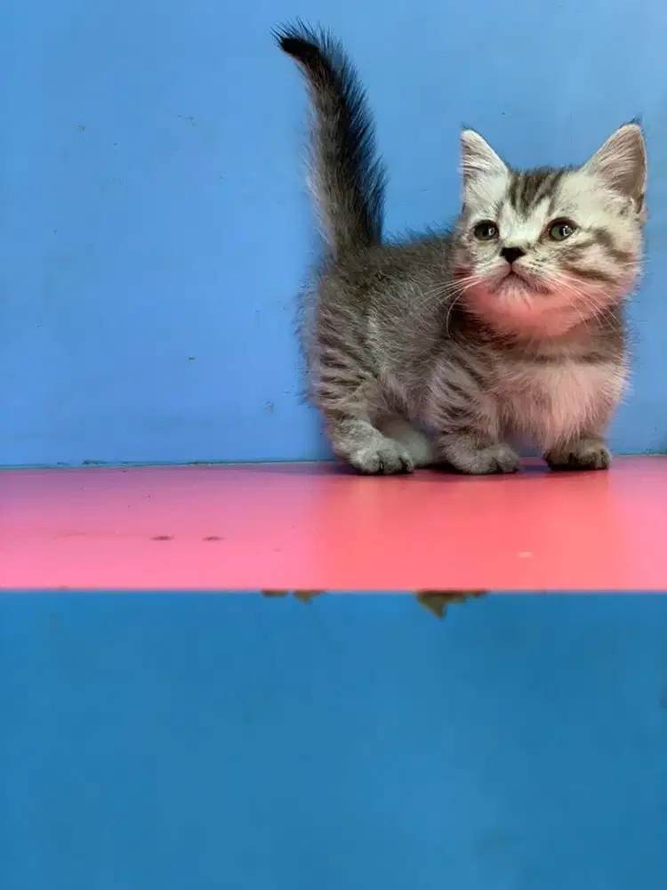 BSH Munchkin Silver british shorthair