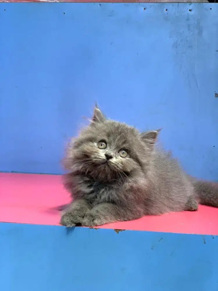 british long hair BLH Munchkin blue