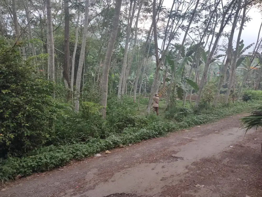 Di jual tanah pekarangan bebas banjir, siap bangun