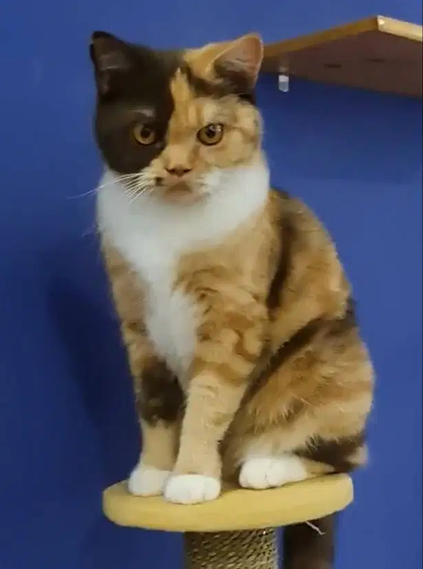 Kucing BSH British Shorthair Betina Fife Ped Import Rep Ceko