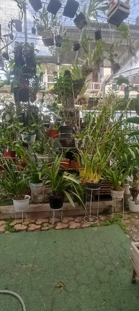 Anggrek Dendrobium,tanah, species, tiray