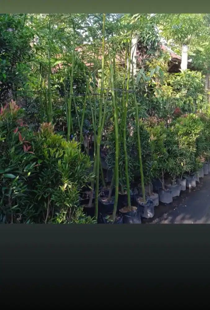 Solobium pakis brazill