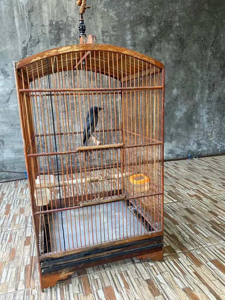 Burung sri gunting grey