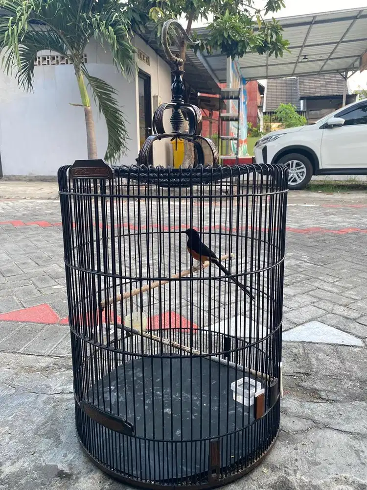 Burung murai batu medan