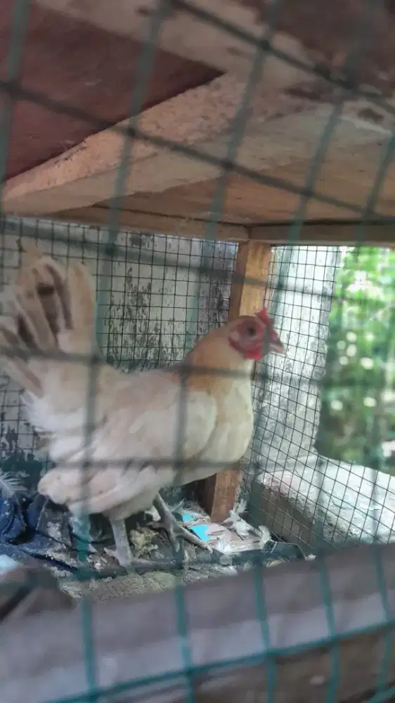 Di jual ayam kate betina murah
