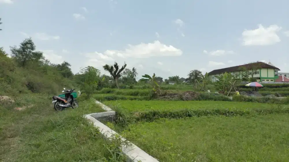 Disewakan tanah pinggir kampung di blekik Sardonoharjo untuk ternak