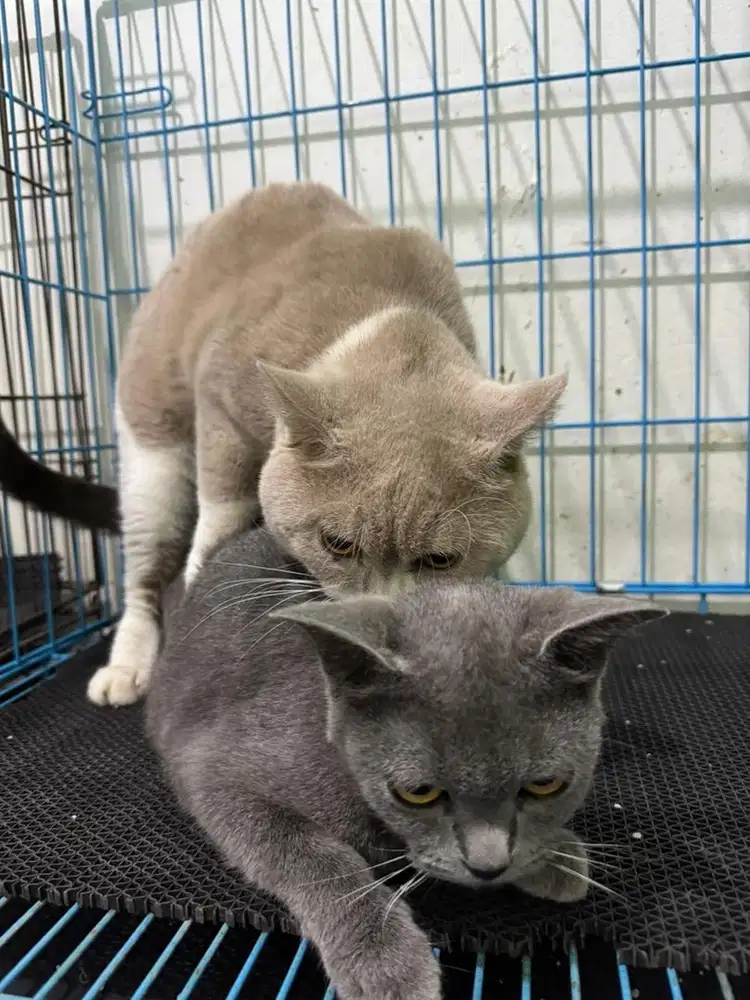 Jasa kawin meong BSH pure impor