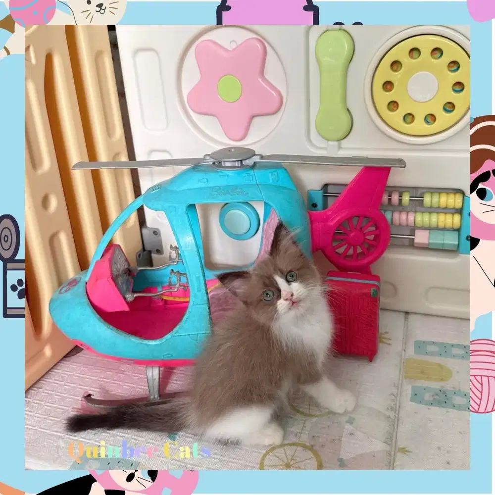 kucing Ragdoll Seal BiColor Mink Jantan