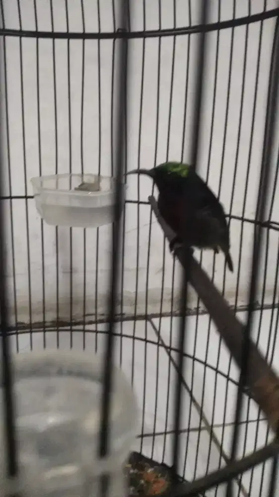 Burung konin full isian gereja