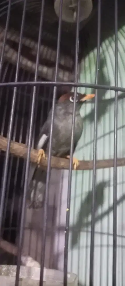 Poksay Mandarin gacor sehat