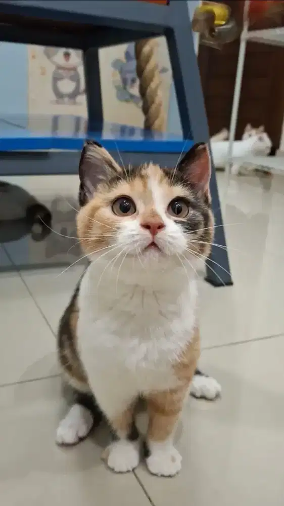 Kucing CALICO BETINA munchkin NS