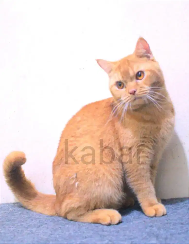 Kucing british shorthair BSH