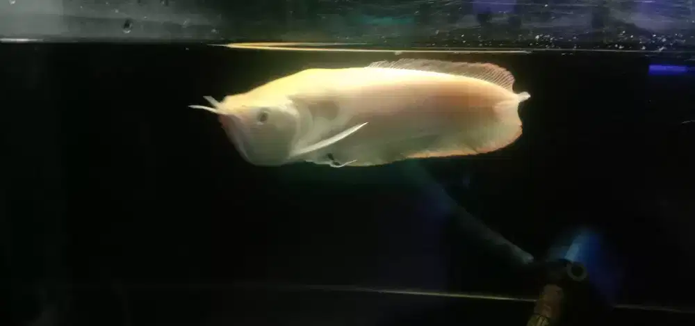 Arwana Brazil albino size -+50an cm