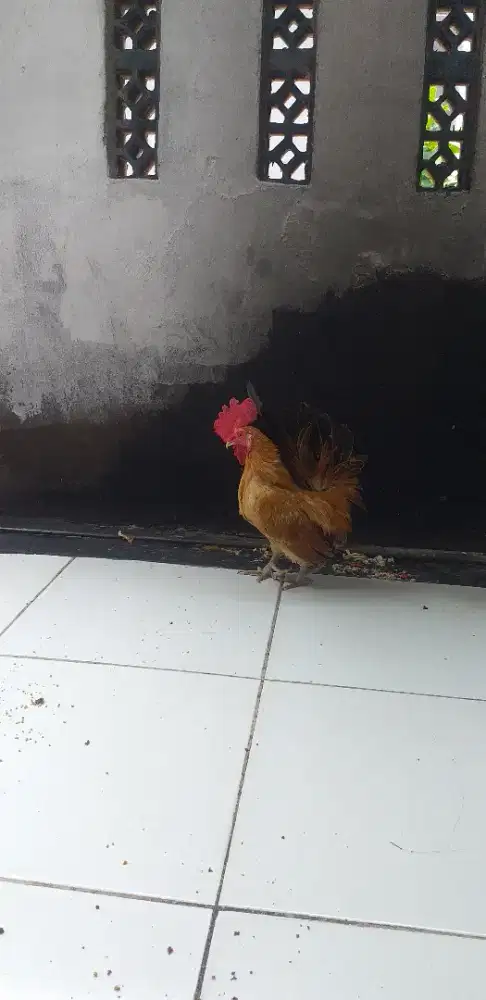 AYAM KATE JANTAN
