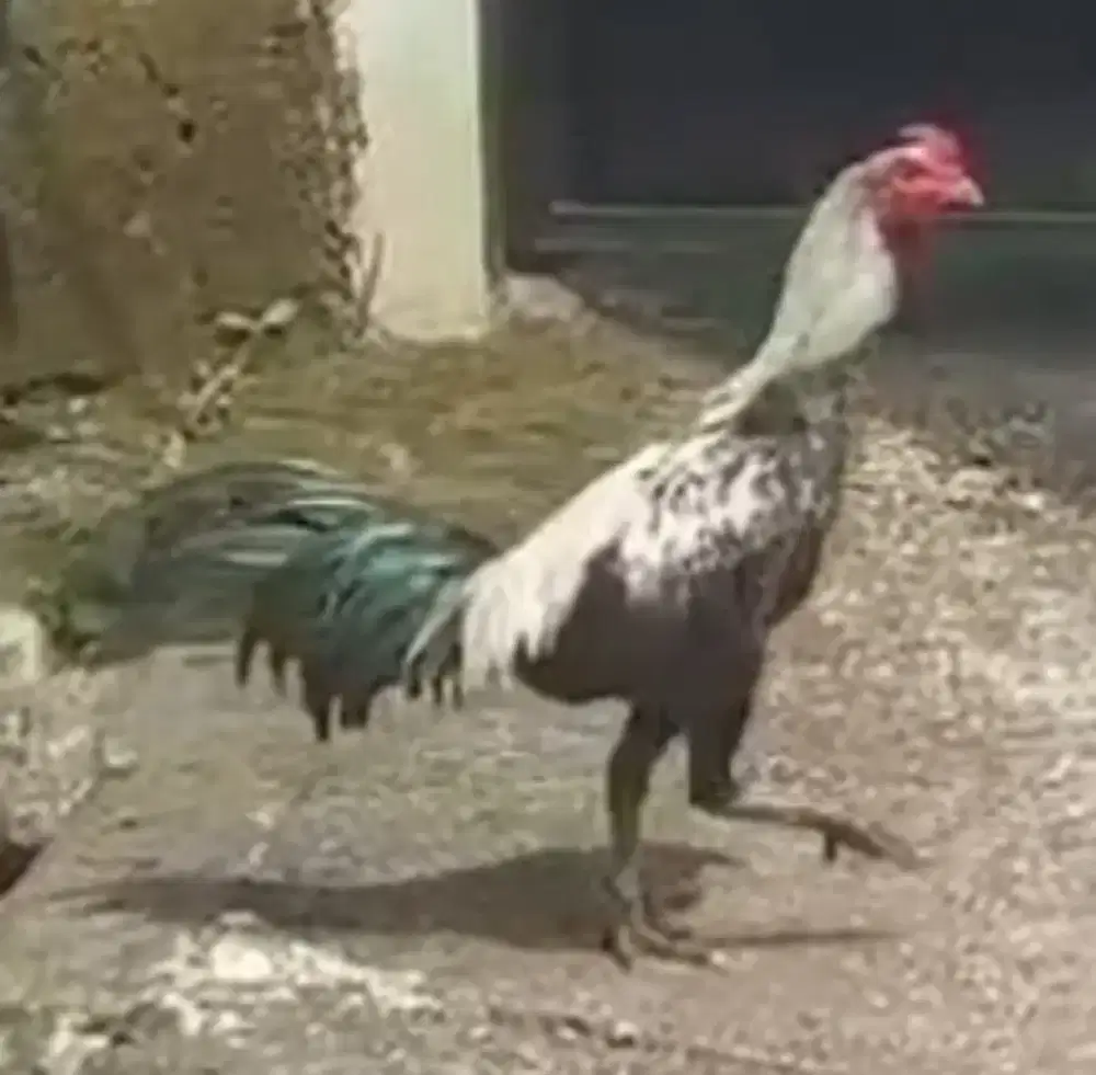 Ayam bangkok silang tomat junior