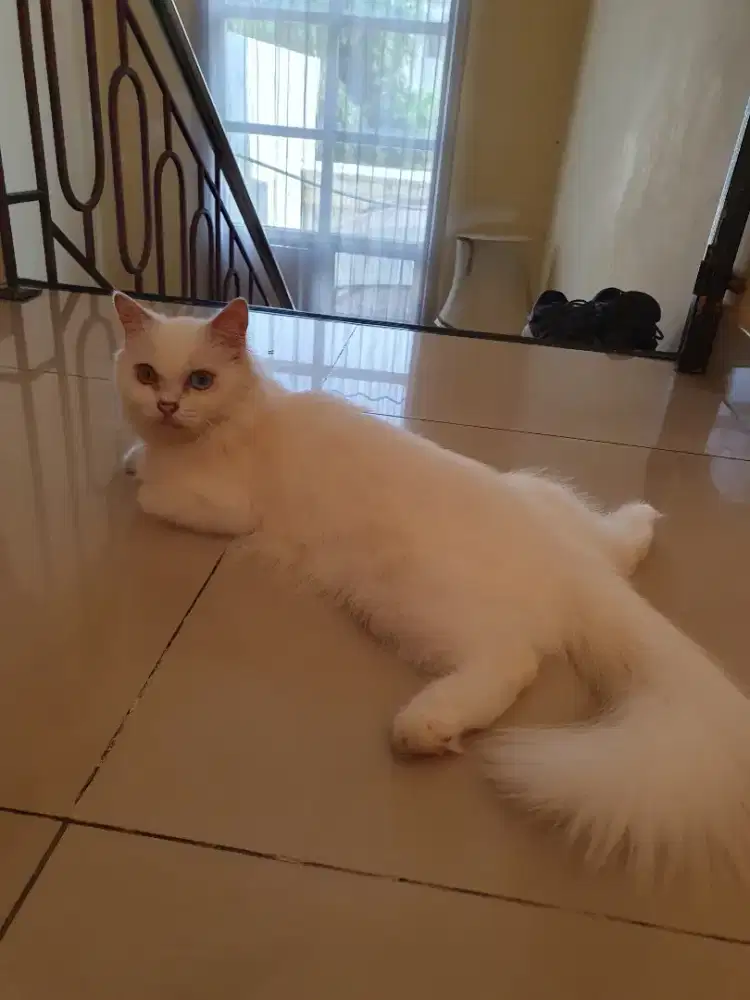 Lepas adopsi kucing persia odd eye
