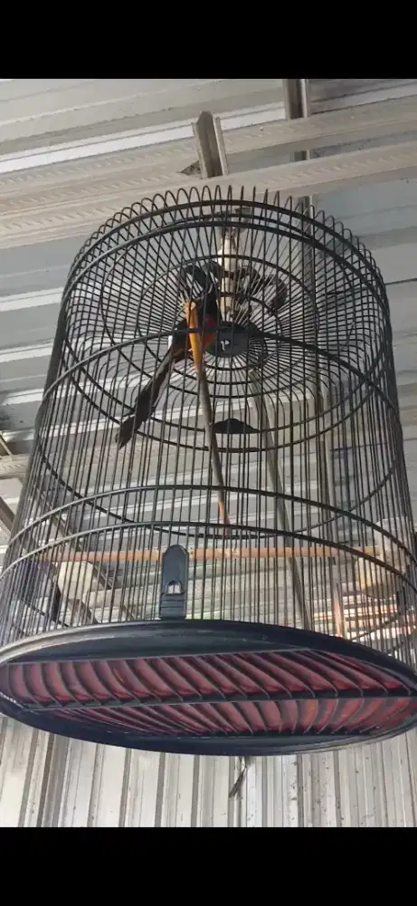 Burung Muray Super Gacor