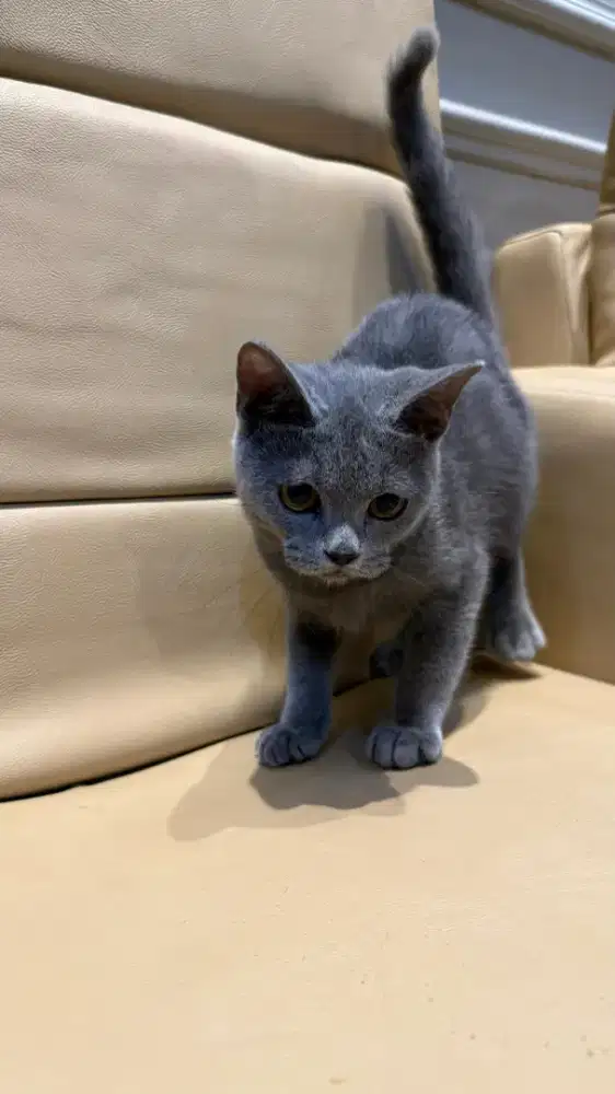 BSH BLUE SOLID JANTAN BRITISH SHORHAIR