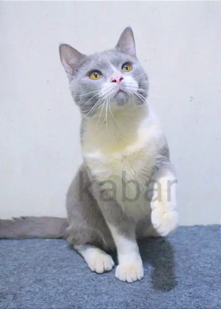 Kucing British BSH non ped jantan