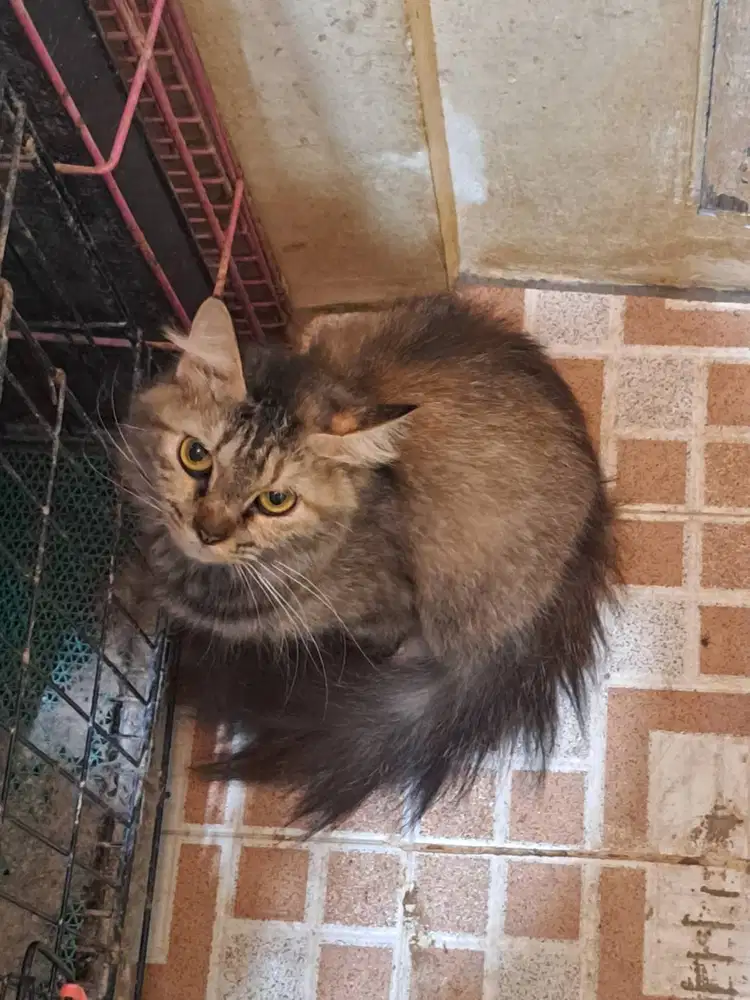 Kucing persia betina