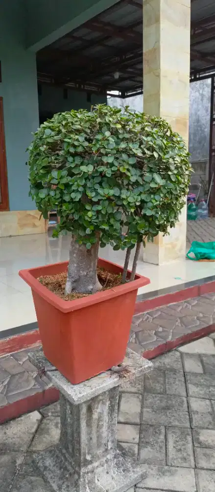 Tanaman hias bonsai beringin korea