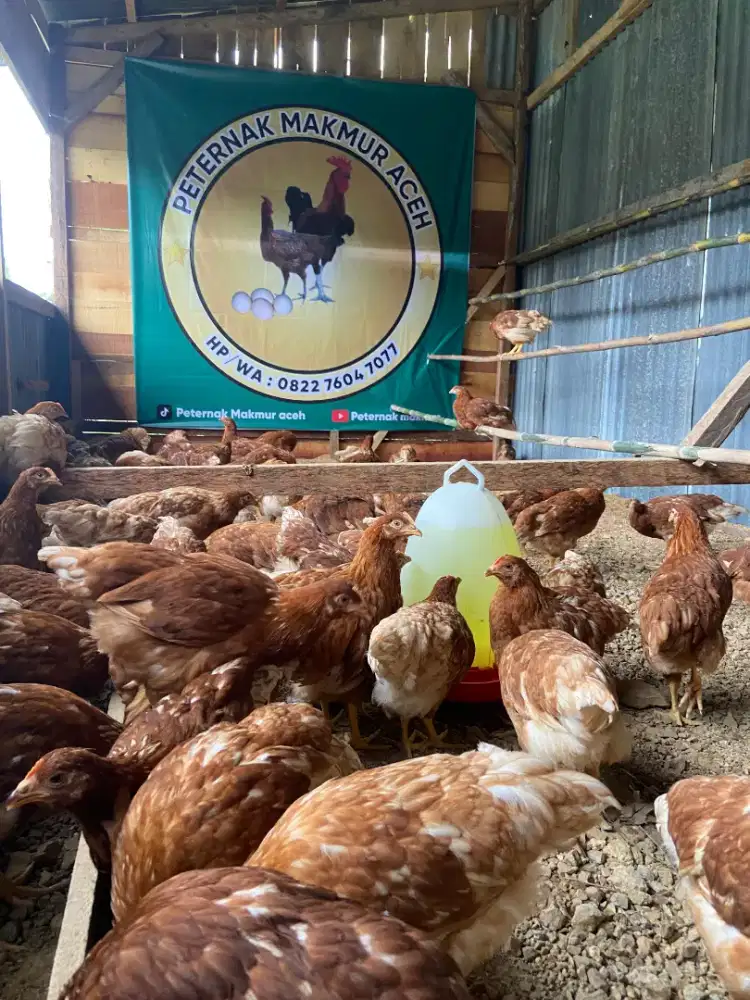 Ayah petelur Isa brown Banda aceh