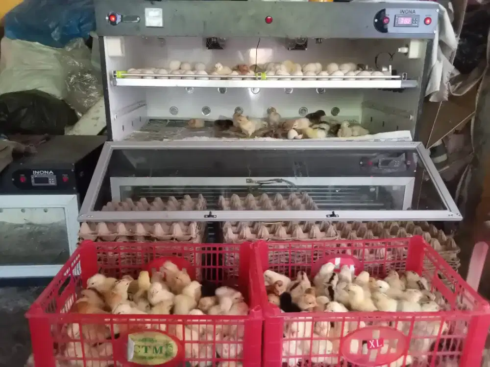 Anak ayam elba petelur