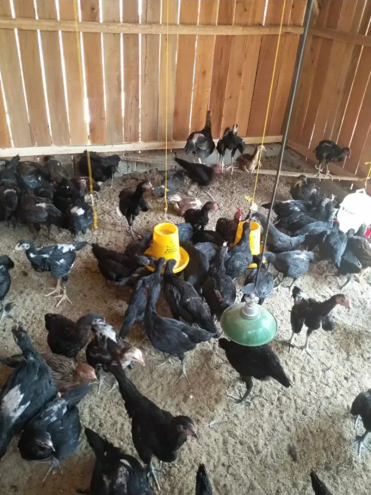 Ayam kampung bisa ternak lagi