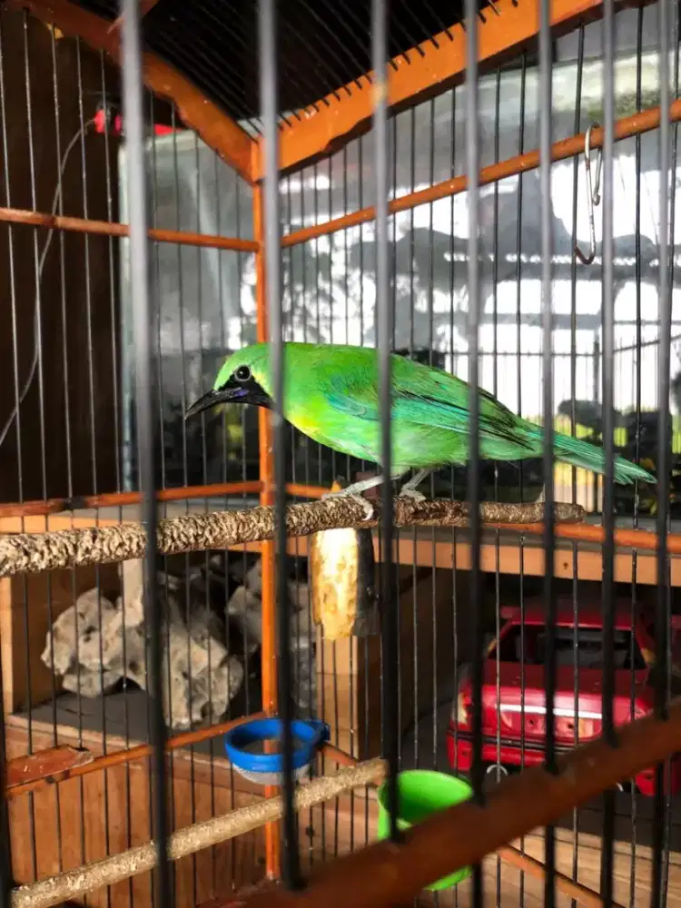 Burung warna hijau masteran bahan