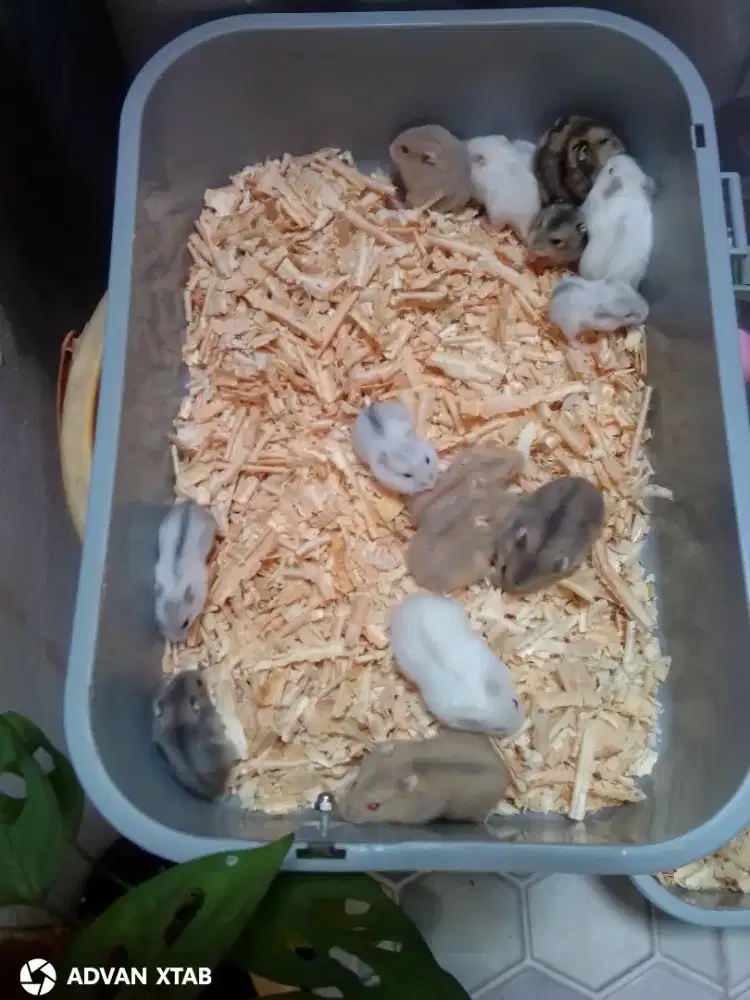 Hamster winter white