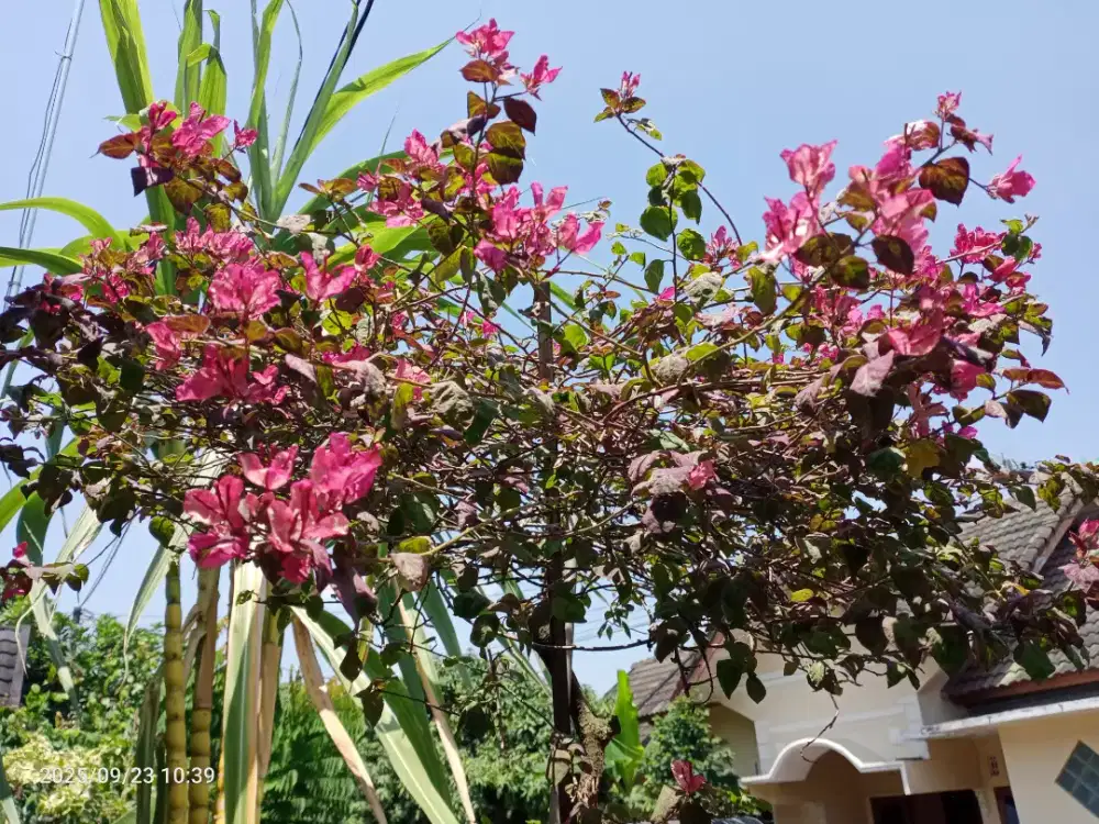Bunga Bugenvil Bougenville Black Maria Tinggi 1m, rimbun