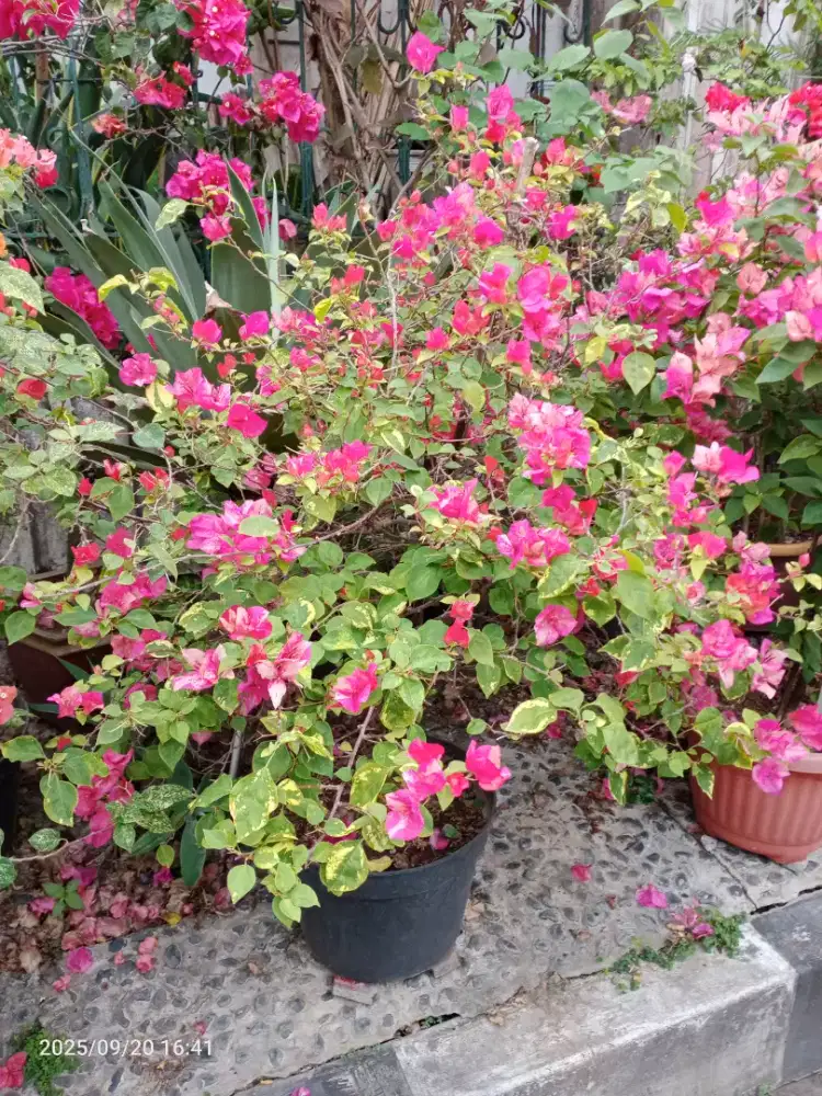 Bunga Bugenvil Bougenville Red September Tinggi 1,3m Tanaman Hias