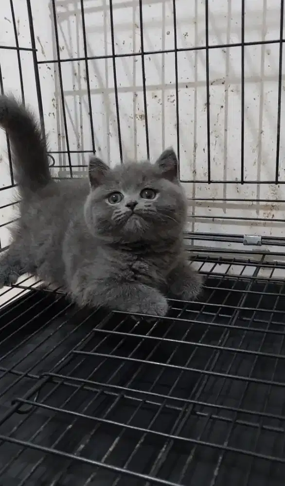 Kucing bsh kucing british shorthair non ped blue solid