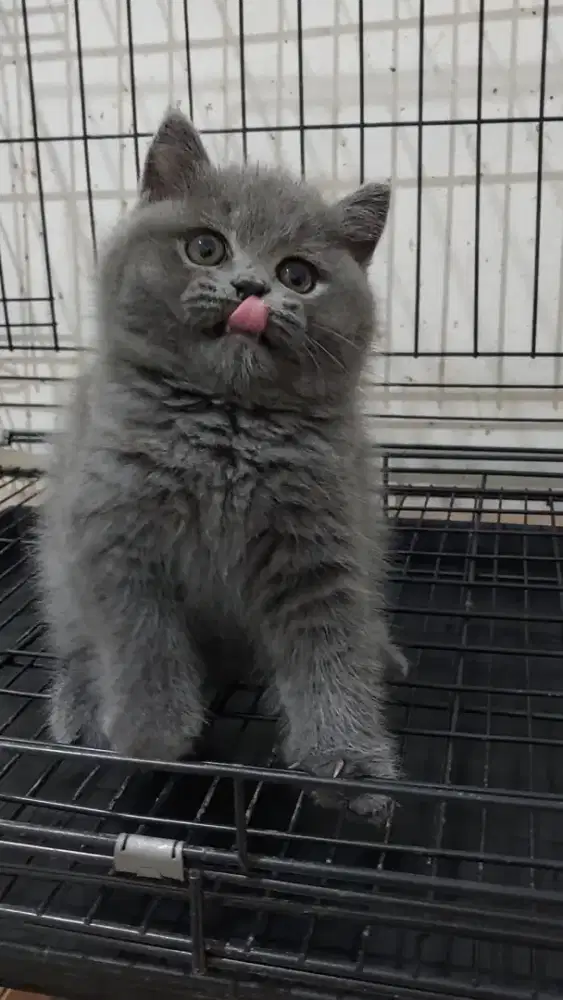 Kitten british shorthair kitten bsh blue solid non ped